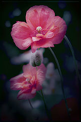 photo "***"
