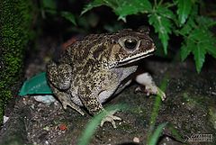 фото "MR. BUFO"