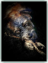 фото "dog"