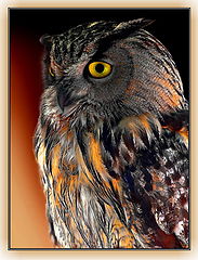 фото "owl"