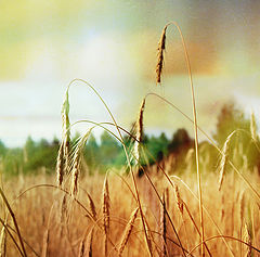 photo "***"