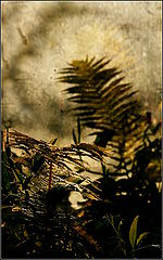 photo "***"