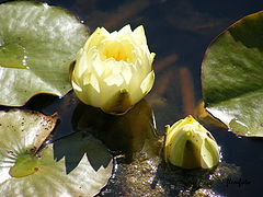 фото "Water flower."