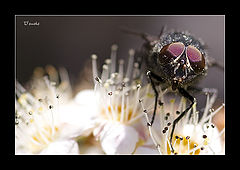 photo "***"