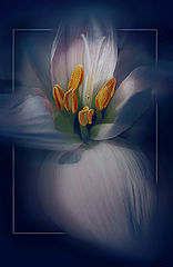 photo "***"