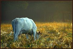 фото "early morning"