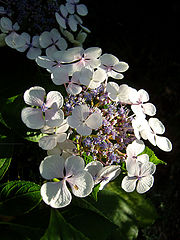 фото "hydrangea-2"