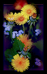 photo "***"