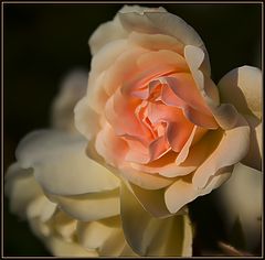 photo "Morning light"