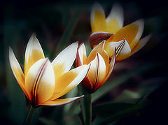 photo "***"