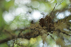 photo "***"