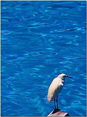 фото "Heron Blue"