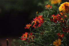 photo "***"