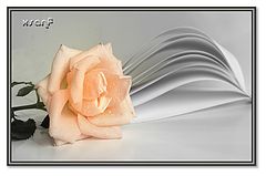 photo "***"