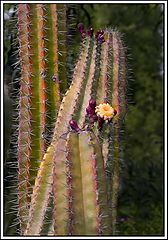 photo "prickly beauty"