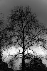 photo "Tree In Winter At Twilight"