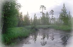 фото "Утро болотное"