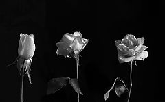 photo "***"