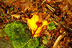 photo "***"