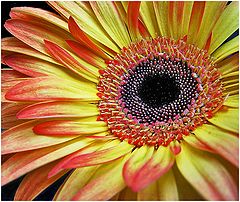 photo "Good week end!"