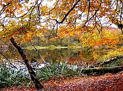 фото "Autumn in Europa."