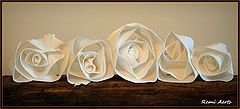 photo "five white roses"