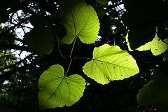 photo "***"