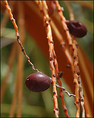 photo "Berries."