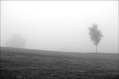photo "lonely tree in the fog"