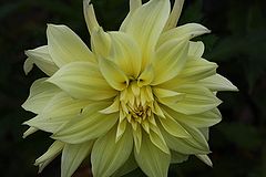 photo "Flower"