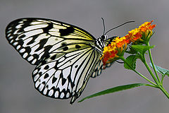 фото "butterfly"