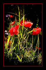 фото "wild red"