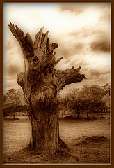 photo "***"