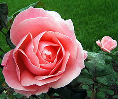 фото "Pink Rose"