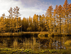 photo "Золото осени..."