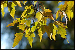 photo "Fall colors"