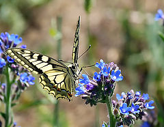 фото "Papilio machaon"