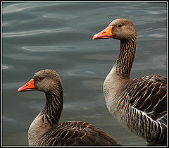 photo "Two gather...together"