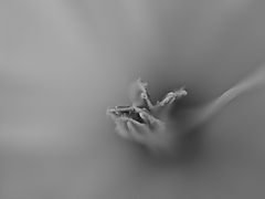 фото "through the debris of the night queen"