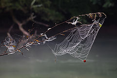 photo "The first catch of autumn"