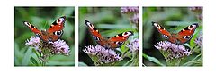 фото "Beaty"