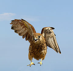 photo "Test flight"