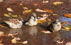 photo "Autumn sparrows"
