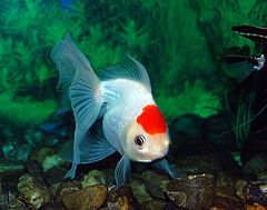 фото "RED CAP"