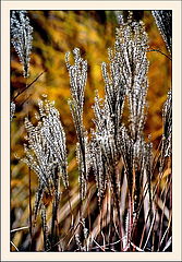 фото "autumn"
