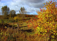 photo "... mixed autumn colors ..."