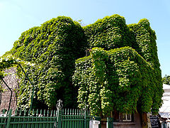 photo "Green house / Зеленый дом"