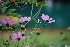 photo "colors of nature"