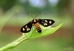 фото "BUG"