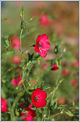 photo "Red flowers"